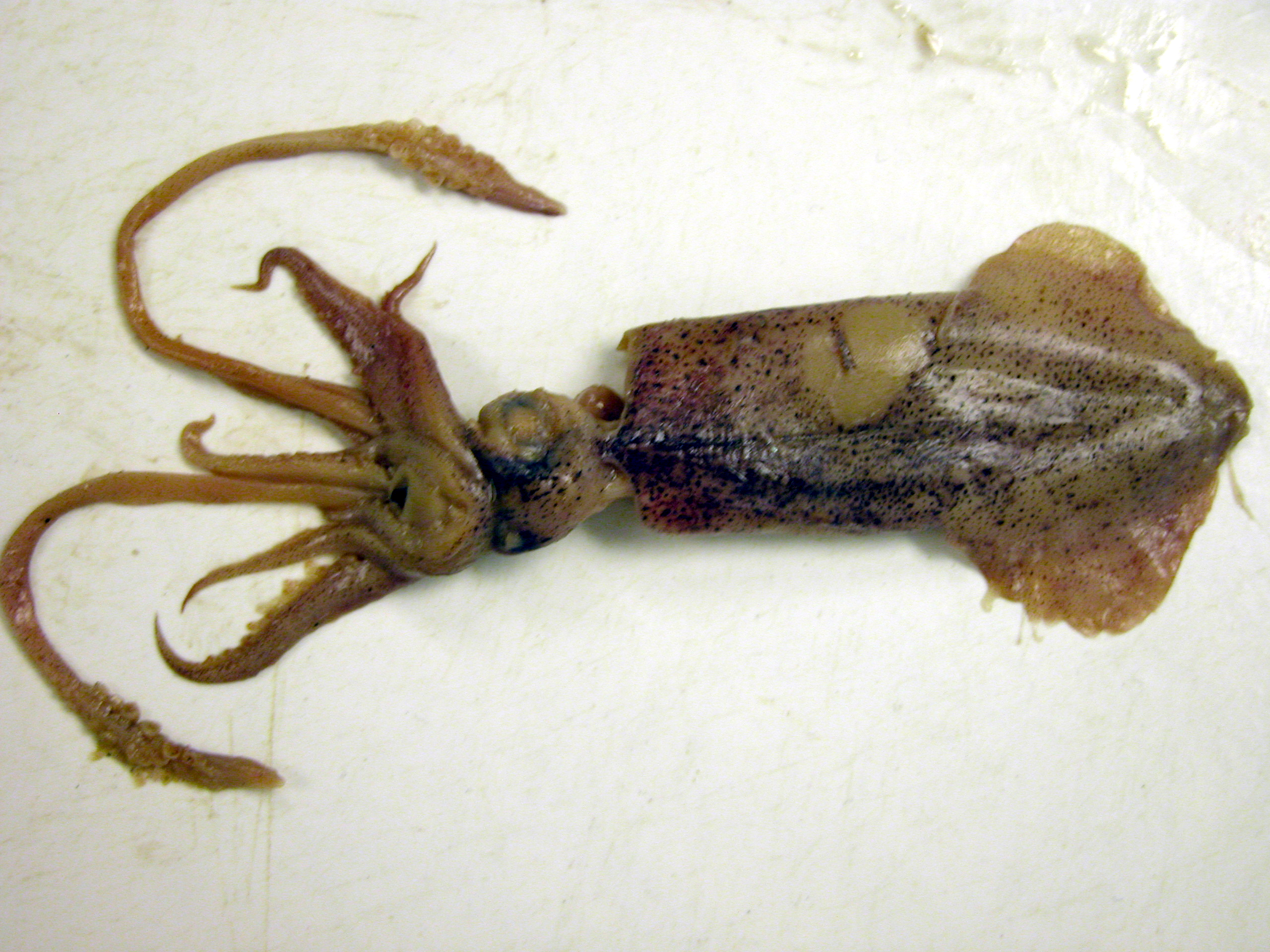 Diet Analysis | Virginia Institute of Marine Science