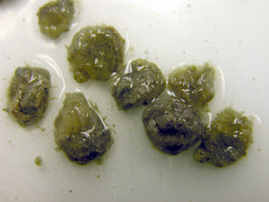 Diet Analysis | Virginia Institute of Marine Science