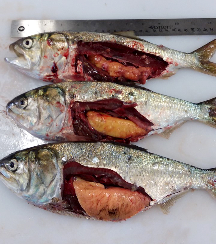 Female Atlantic Menhaden ready for ovary removal and workup. Image credit: Joel Hovanesian