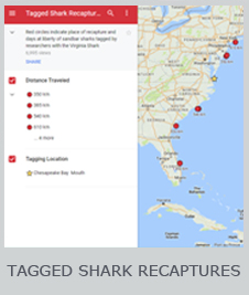 tagged shark recapture map