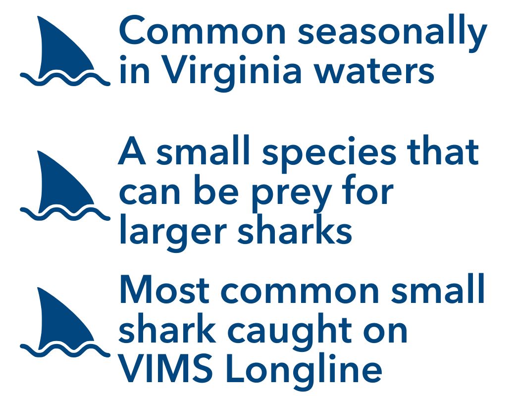 Common seasonally in Virginia waters, A small species that can be prey for larger sharks, Most common small shark caught on VIMS Longline