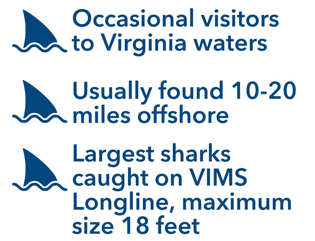 tiger shark bullet points