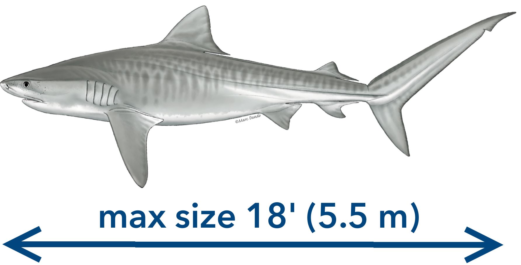 tiger shark max length