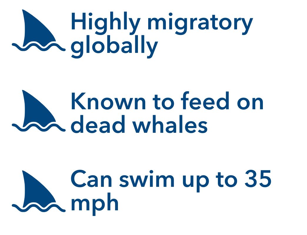 Highly migratory globally, Known to feed on dead whales, Can swim up to 35 mph