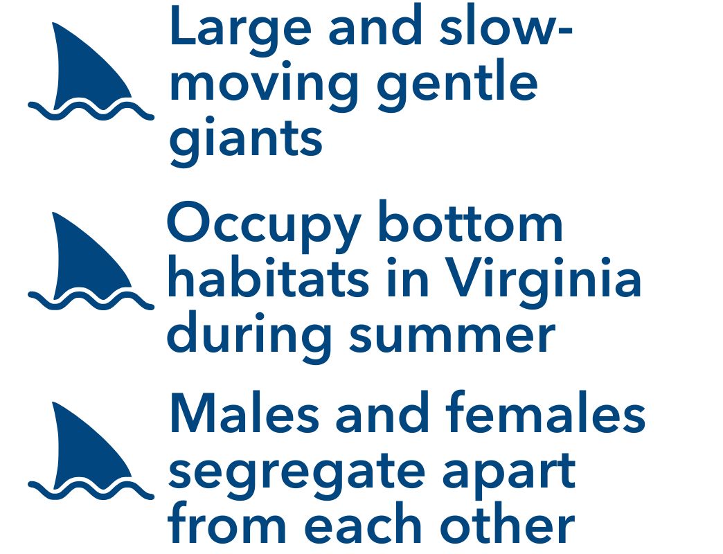 Large and slow-moving gentle giants, Occupy bottom habitats in Virginia during summer, Males and females segregate apart from each other