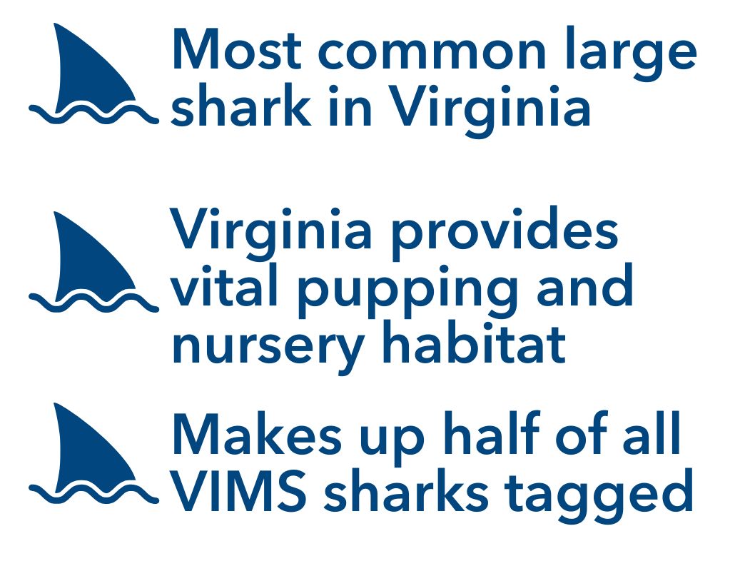 o Most common Virginia shark, half of VIMS sharks tagged, Virginia provides vital pupping and nursery habitat, Maximum size is 8 feet