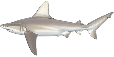 A sandbar shark. Photo courtesy Mote Marine Lab.