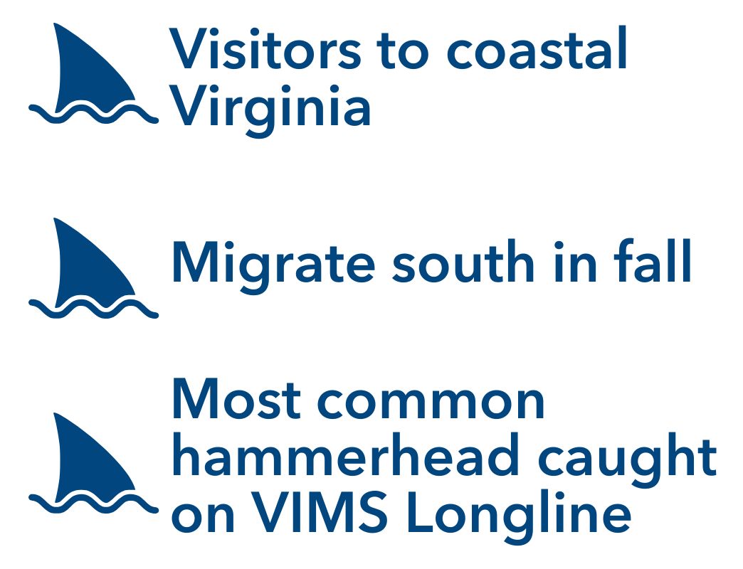 Visitors to coastal Virginia, Migrate south in fall, Most common hammerhead caught on VIMS Longline