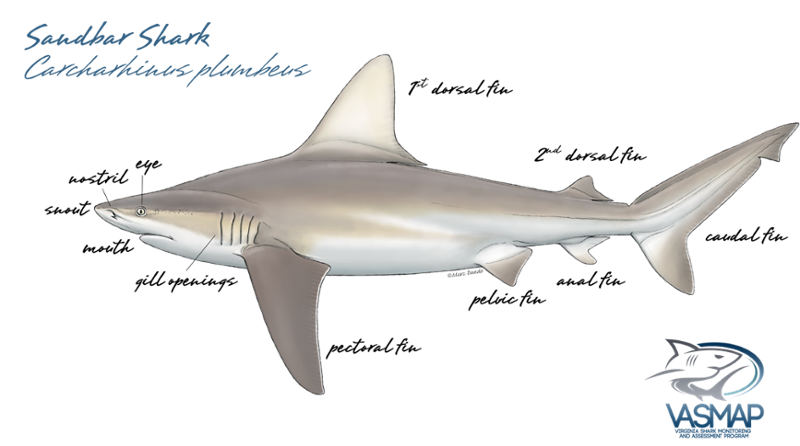 Shark Anatomy | Virginia Institute of Marine Science