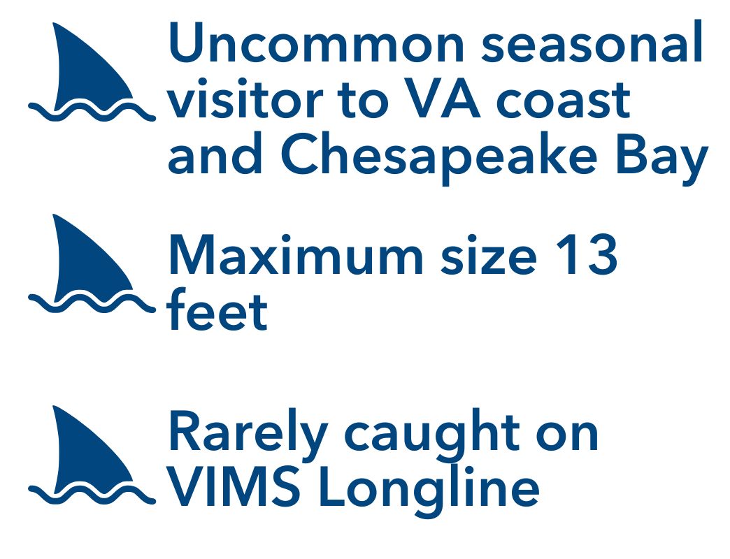 Uncommon seasonal visitor to VA coast and Chesapeake Bay, Maximum size 13 feet, Rarely caught on VIMS Longline