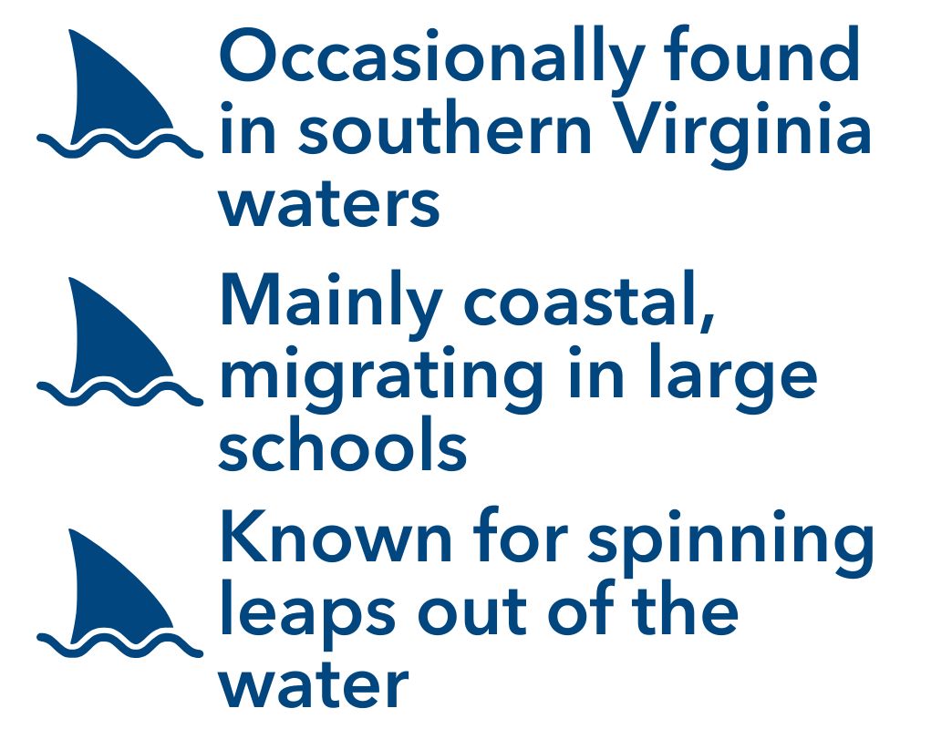 o Occasionally found in southern Virginia waters, Mainly coastal, migrating in large schools, Known for spinning leaps out of the water