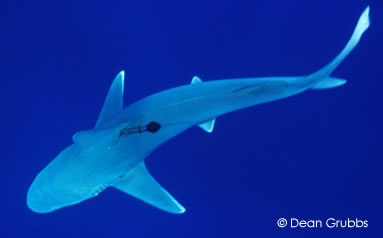 Satellite tag on free-diving adult sandbar shark. © Dean Grubbs.