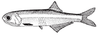 bay anchovy