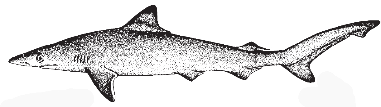 Atlantic Sharpnose Shark.jpg