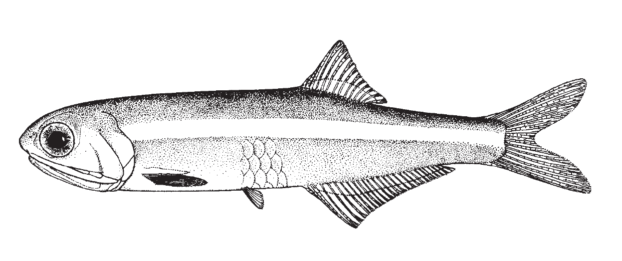 Bay anchovy