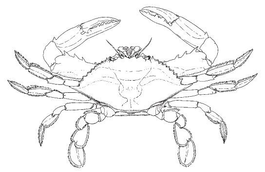 blue_crab.jpg