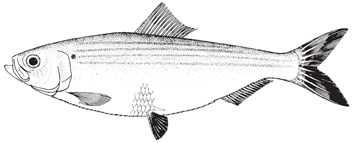 Blueback herring