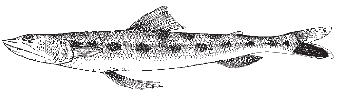 Inshore lizardfish