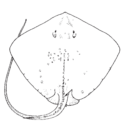 Roughtail stingray