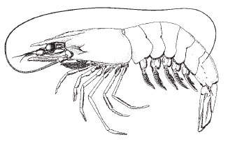 White shrimp
