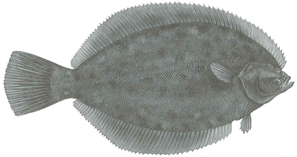 Winter flounder