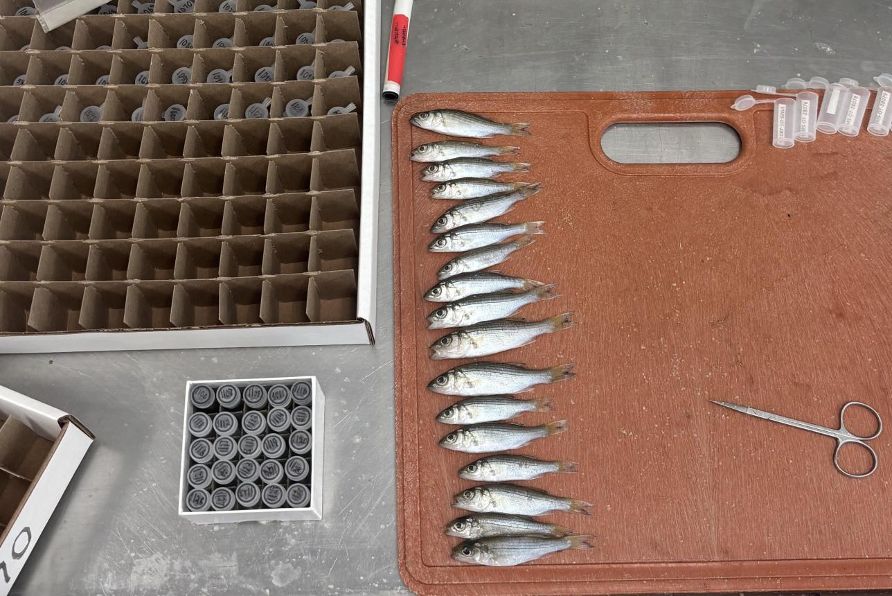 Juvenile Striped Bass being processed for data collection