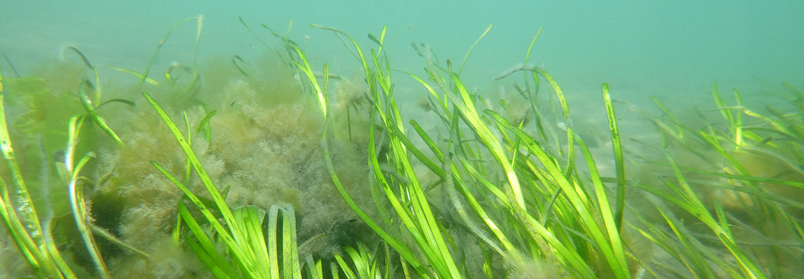 South Bay Seagrass