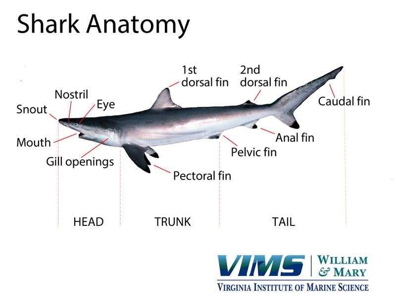 Some of the external characteristics that are used to describe and indentify sharks. Species shown is the spinner shark <em>Carcharhinus brevipinna</em>.