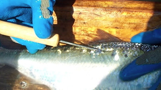 $_EscapeTool.xml($image_display_name)